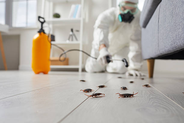 Commercial Kitchen Cockroach Control in Heathcote